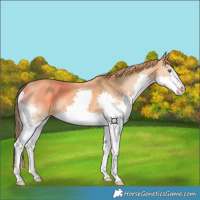Horse Color:Chestnut Splash 