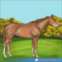 Horse Color:Chestnut 