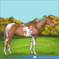 Horse Color:Chestnut Tobiano