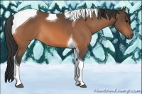 Horse Color:Buckskin Tobiano Rabicano