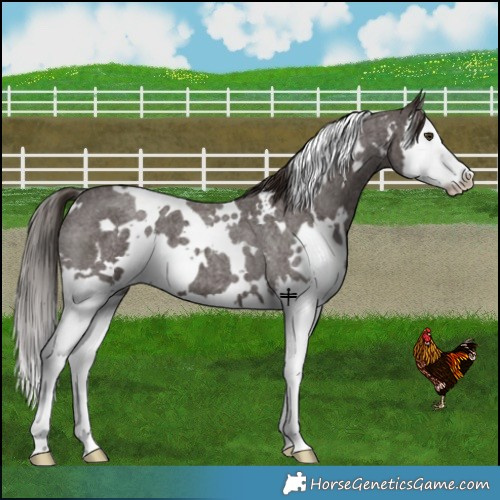 Horse Color:White Spotted Liver Red Roan Splash 