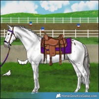 Horse Color:Gray White Spotted Liver Chestnut Appaloosa 