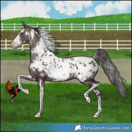 Horse Color:White Spotted Brown Dun Appaloosa Brindle 