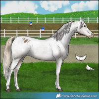 Horse Color:Liver Red Dun Tobiano Appaloosa 