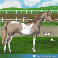 Horse Color:Liver Red Dun Tobiano Appaloosa 