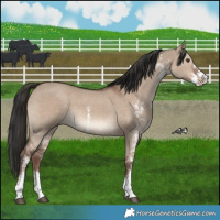 Horse Color:Liver Red Dun Sabino 