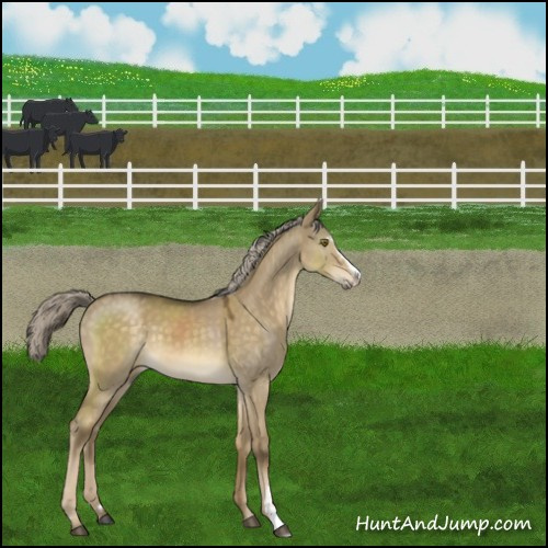 Horse Color:Chocolate Palomino Dun Mushroom Sabino 