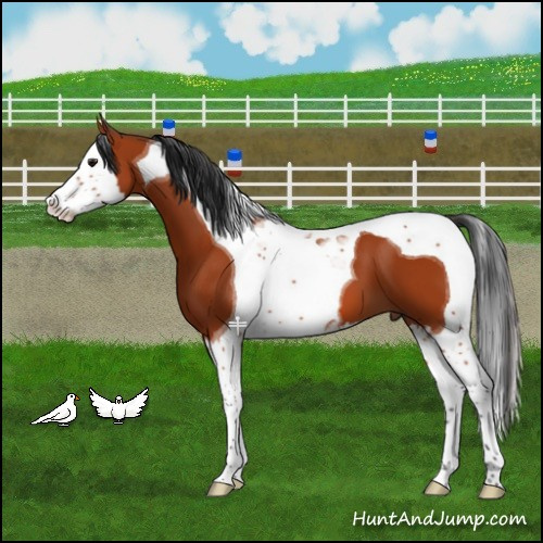 Horse Color:Bay Splash Tobiano 