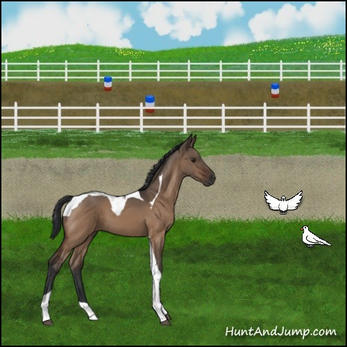 Horse Color:Brown Dun Tobiano 