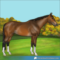 Horse Color:Gray Buckskin