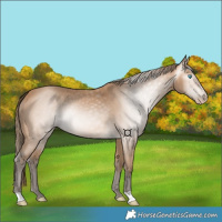Horse Color:Gray Perlino