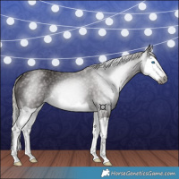 Horse Color:Gray Silver Black Splash
