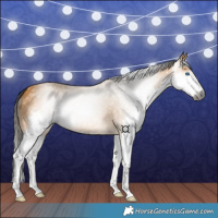 Horse Color:Gray Buckskin Splash 