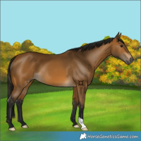 Horse Color:Gray Buckskin