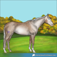 Horse Color:Gray Silver Smoky Creme 