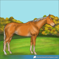 Horse Color:Gray Palomino 