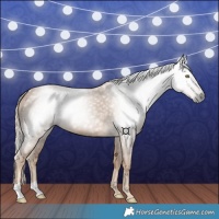 Horse Color:Gray Palomino