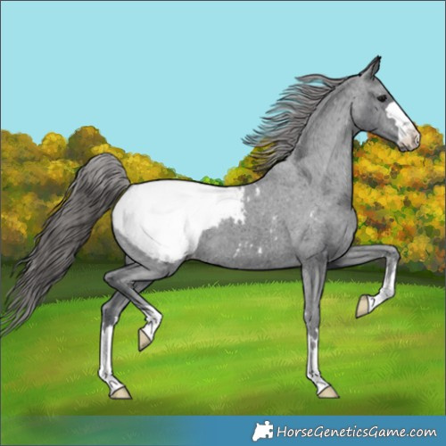 Horse Color:Black Appaloosa 