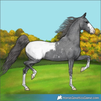 Horse Color:Black Appaloosa 