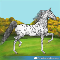 Horse Color:Black Appaloosa