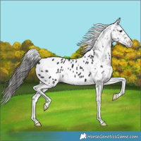 Horse Color:Black Appaloosa 