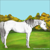 Horse Color:Gray Liver Chestnut Sabino Splash Appaloosa  and Gray Liver Chestnut Sabino Splash Appaloosa 