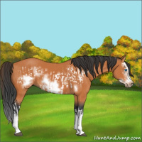 Horse Color:Bay Splash Frame  and Bay Splash Frame 