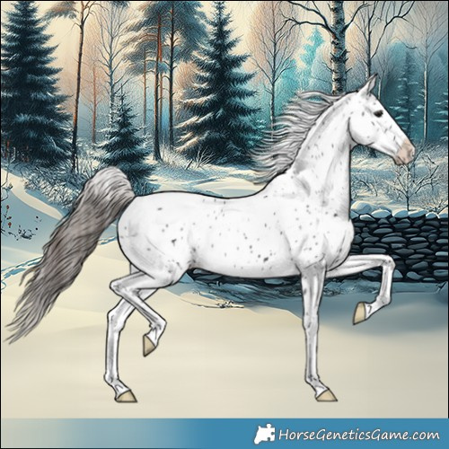 Horse Color:Black Appaloosa 