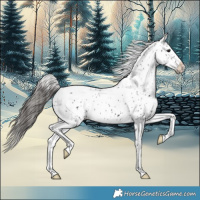 Horse Color:Black Appaloosa 