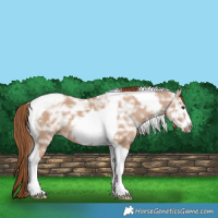 Horse Color:Red Dun Ice Tobiano Frame 