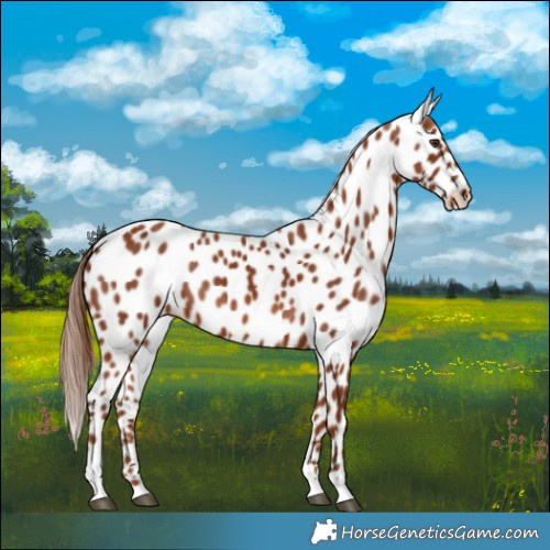 Horse Color:Chestnut Appaloosa 