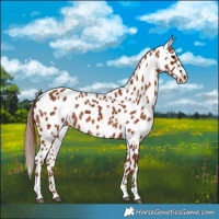 Horse Color:Chestnut Appaloosa 