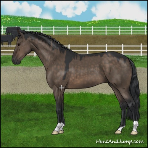 Horse Color:Brown Dun 