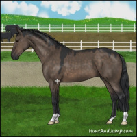 Horse Color:Brown Dun 
