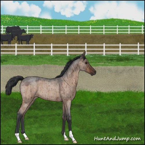 Horse Color:Bay Roan Dun Brindle 