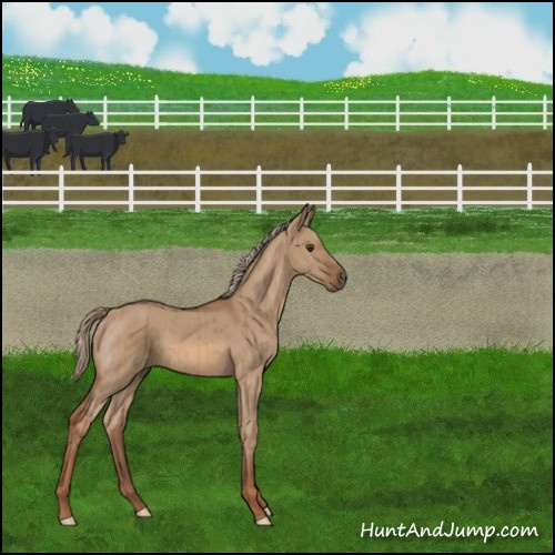 Horse Color:Red Dun Brindle 