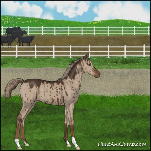 Horse Color:Liver Red Dun Brindle 