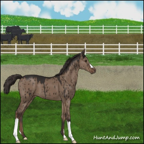 Horse Color:Liver Red Dun Brindle 