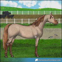 Horse Color:Liver Red Dun 