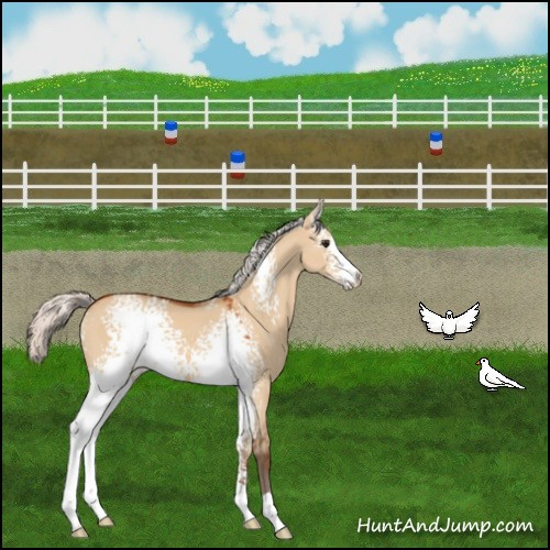 Horse Color:White Spotted Silver Bay Dun 