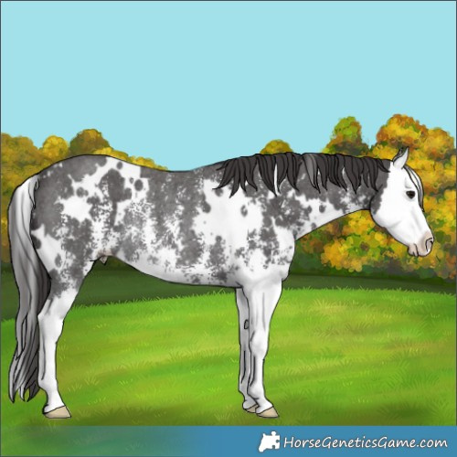 Horse Color:White Spotted Smoky Black Sabino Splash Rabicano 