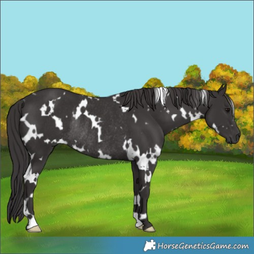 Horse Color:White Spotted Smoky Black Rabicano