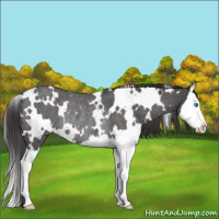 Horse Color:White Spotted Smoky Blue Roan Splash Rabicano