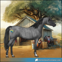 Horse Color:Blue Roan Rabicano 