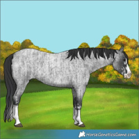 Horse Color:Blue Roan Sabino Splash  and Blue Roan Sabino Splash 