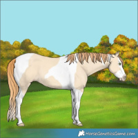 Horse Color:Gold Champagne Dun Splash Tobiano 