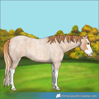 Horse Color:Red Roan Splash 