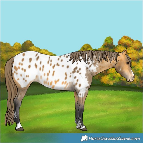 Horse Color:Buckskin Appaloosa 