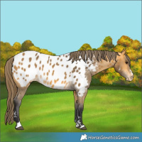 Horse Color:Buckskin Appaloosa 