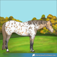 Horse Color:Buckskin Appaloosa 